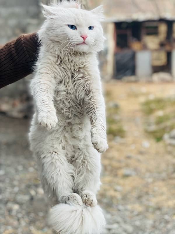 persian cat male 1