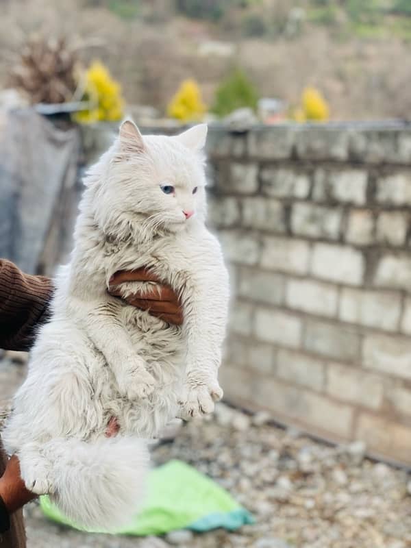 persian cat male 2