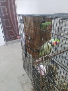 raw parrot breeder joda