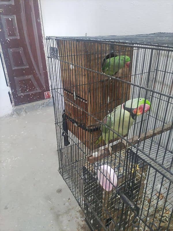 raw parrot breeder joda 0