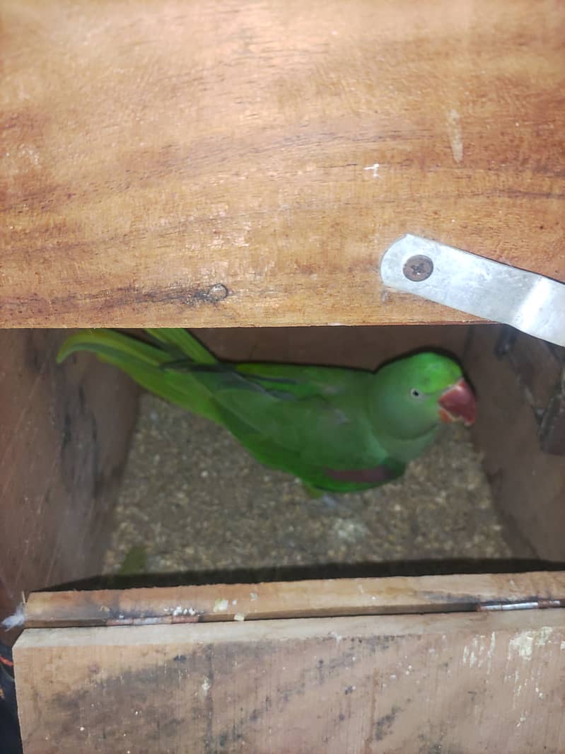 raw parrot breeder joda 1