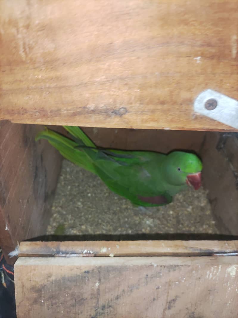 raw parrot breeder joda 2