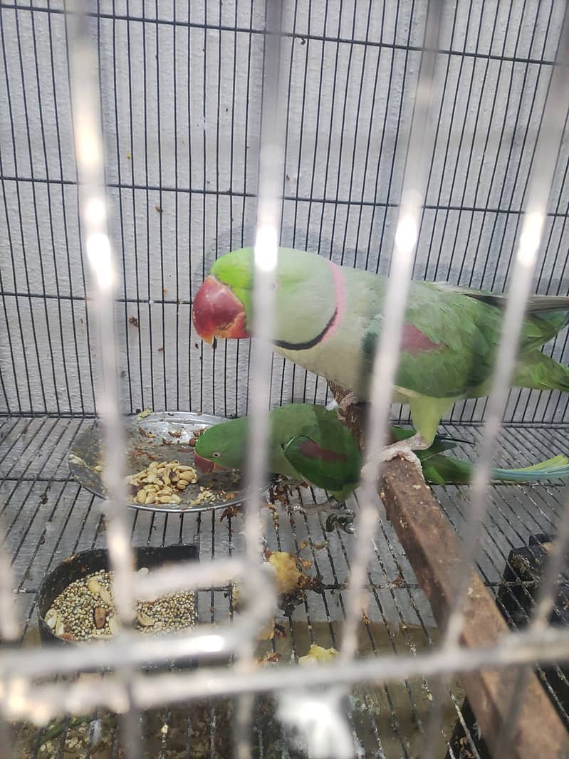 raw parrot breeder joda 3