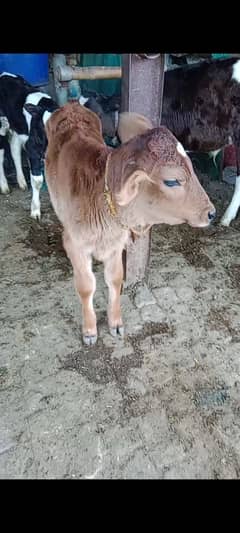 milking Cow for sale