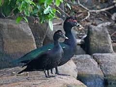 White small duck and muscovy duck eggs for sale.