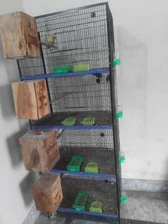 4 Pairs of Lovebirds with Cage