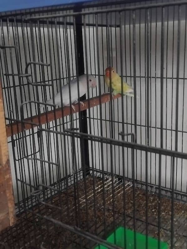 4 Pairs of Lovebirds with Cage 2