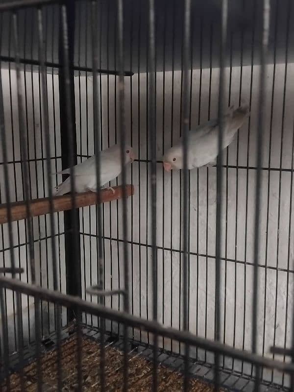 4 Pairs of Lovebirds with Cage 3