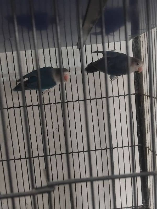 4 Pairs of Lovebirds with Cage 4