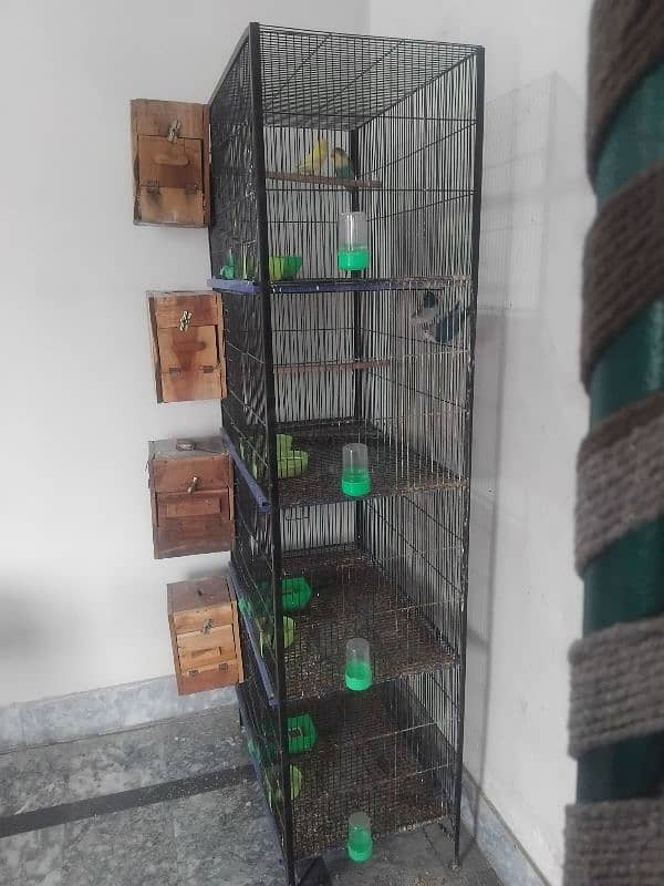 4 Pairs of Lovebirds with Cage 5