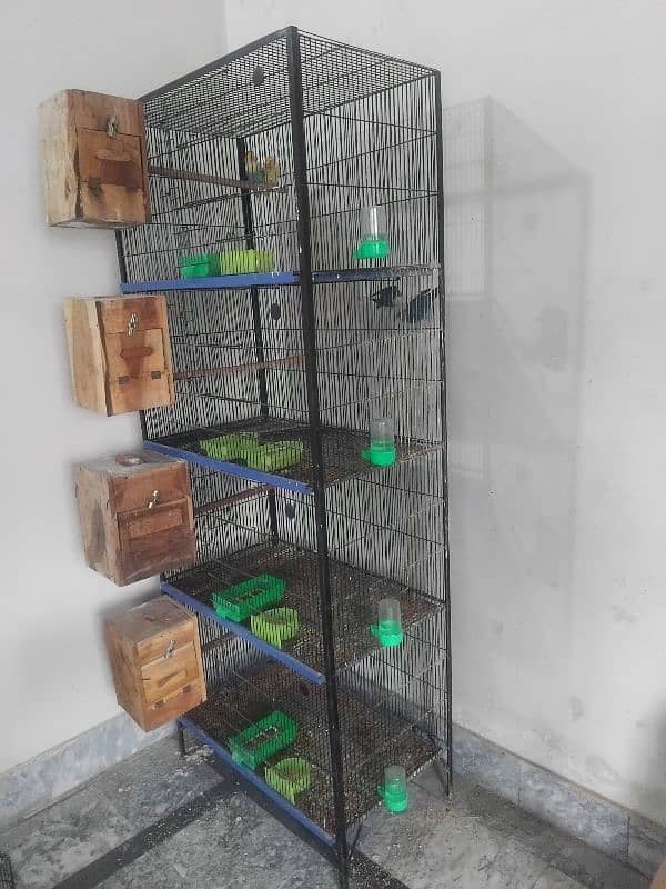 4 Pairs of Lovebirds with Cage 6