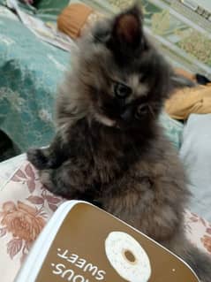 Persian kitten trpl coated