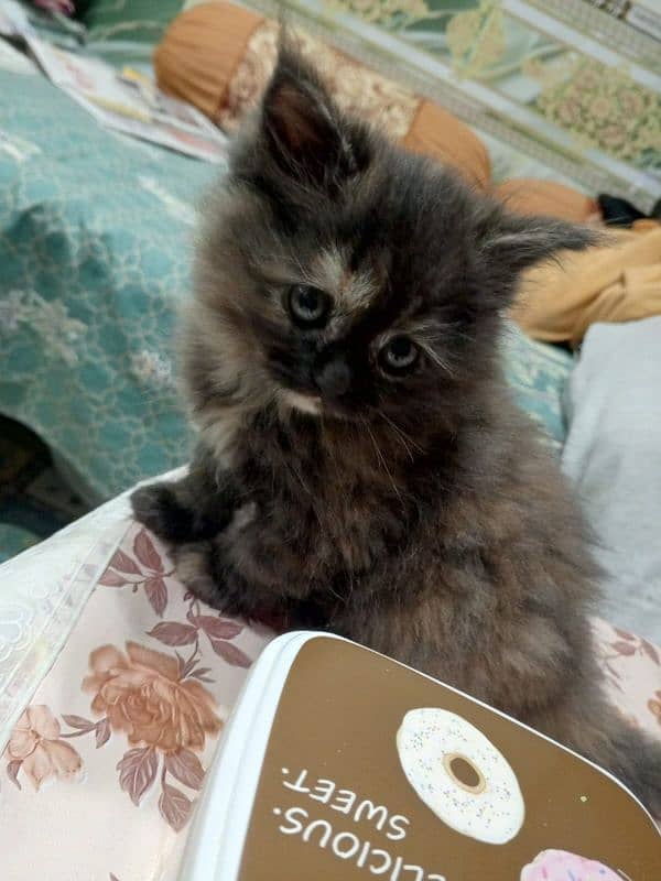 Persian kitten trpl coated 1