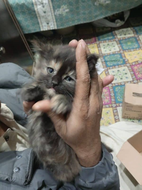 Persian kitten trpl coated 2