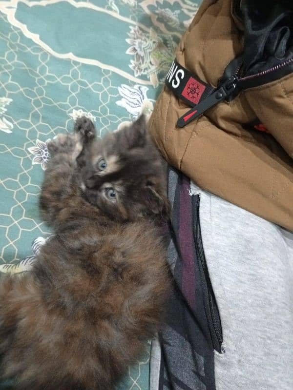 Persian kitten trpl coated 3