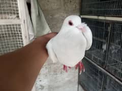 pigeons for sale