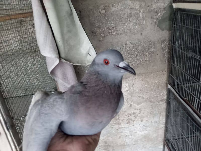 pigeons for sale 3