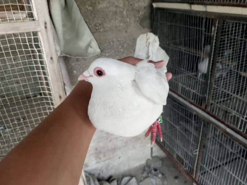 pigeons for sale 4