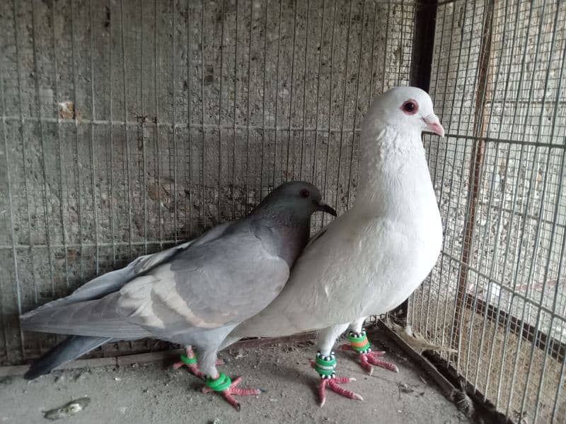 pigeons for sale 7