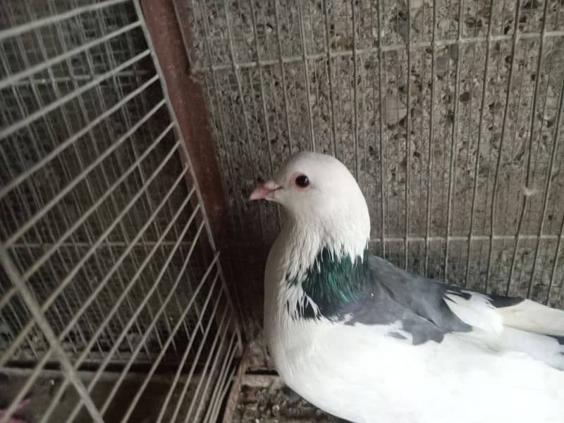 pigeons for sale 8