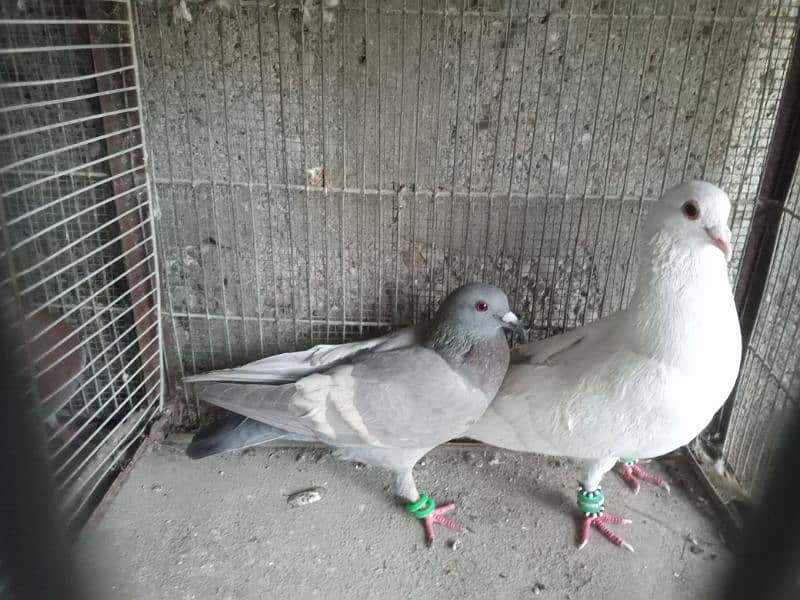 pigeons for sale 9