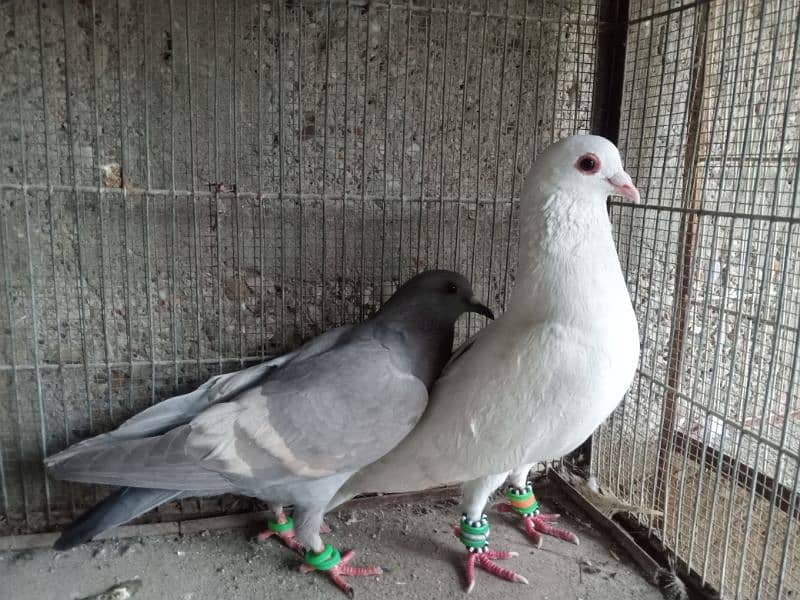 pigeons for sale 10