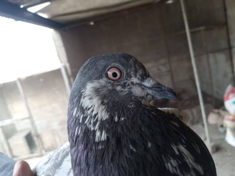 pigeons for sale 15