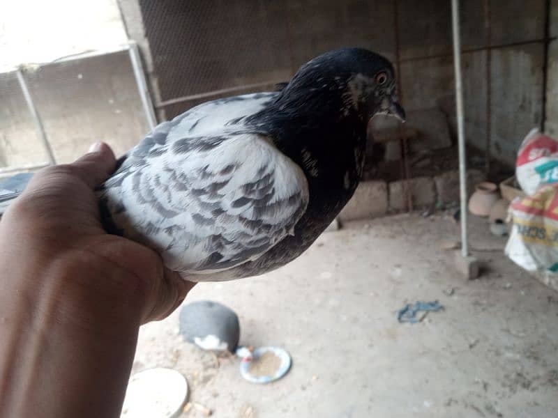 pigeons for sale 16