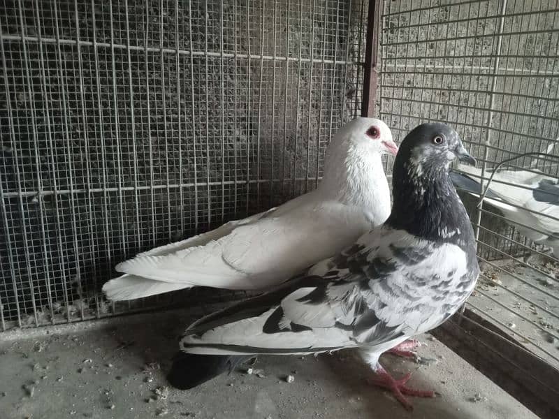 pigeons for sale 17