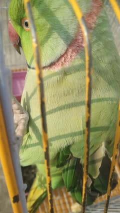 parrot for sale