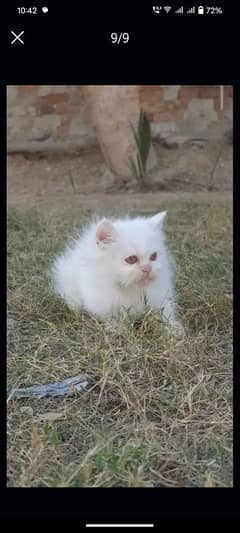 adorable Persian kittens available