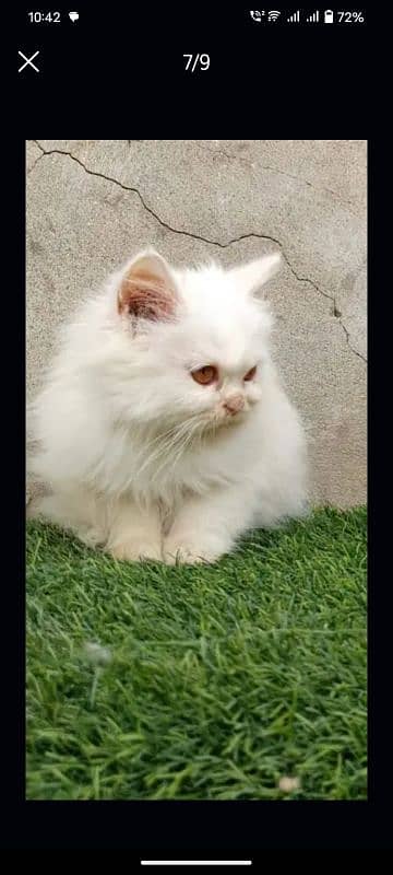 adorable Persian kittens available 1