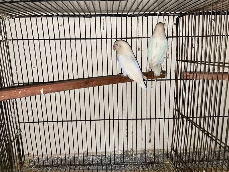 LOVEBIRDS / Albino / Cremino / Decino / Parblue Pastelino / Parblue 1