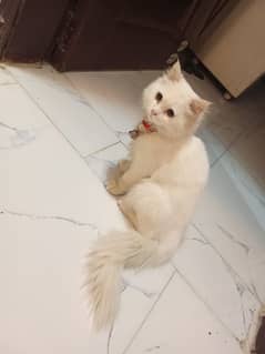 White Persian cute kitten