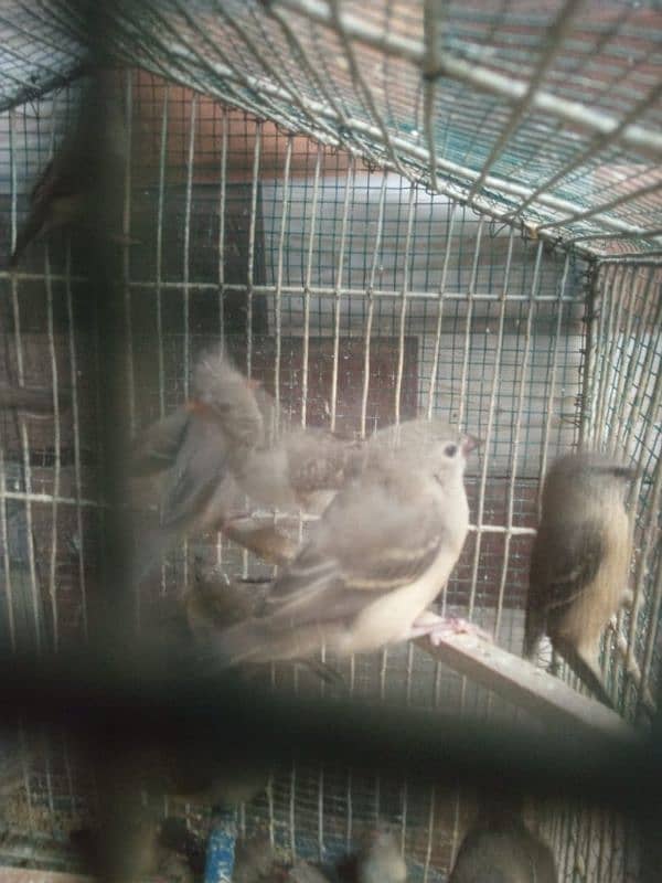 Laal strawberry Finch pairs 0
