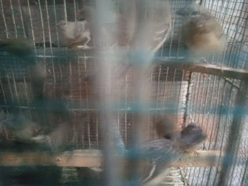 Laal strawberry Finch pairs 1