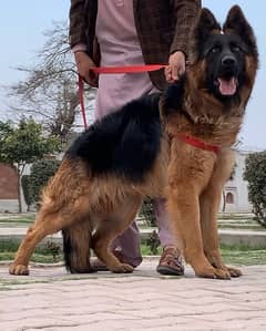 Long court, German Shepherd, male 10 month for sale