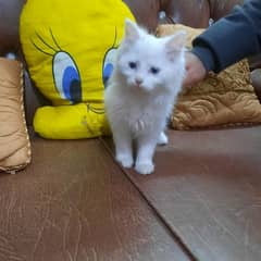 persian kitten for sale