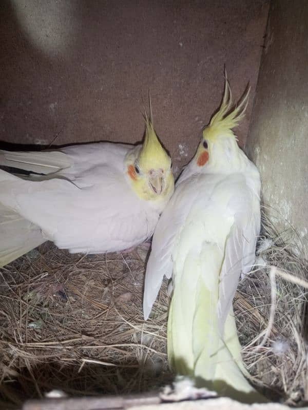 Breeder coctail pair  number (03234235456) 1