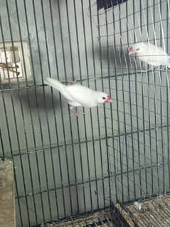 Breeder white java pair  number (03234235456)