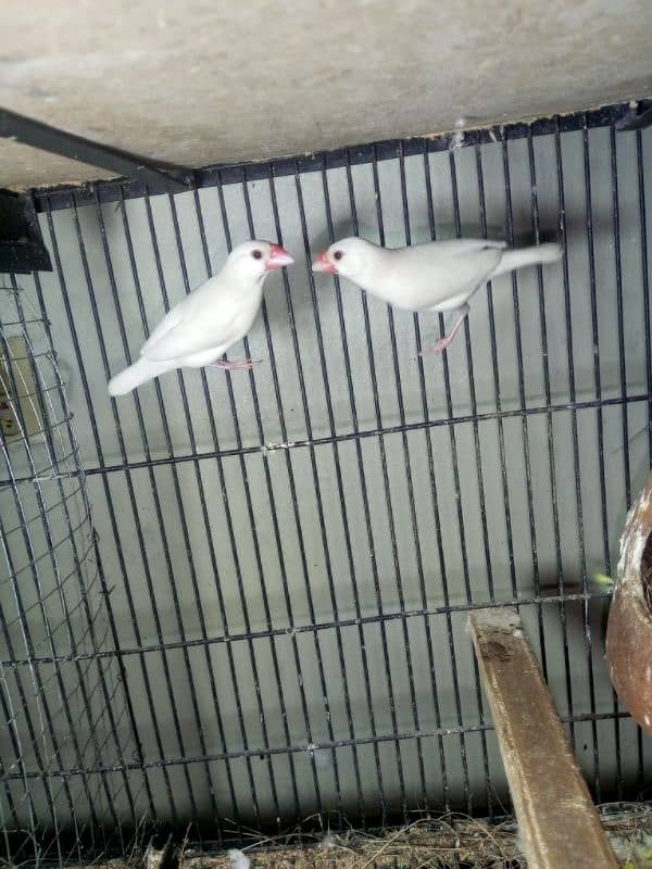 Breeder coctail pair  number (03234235456) 9