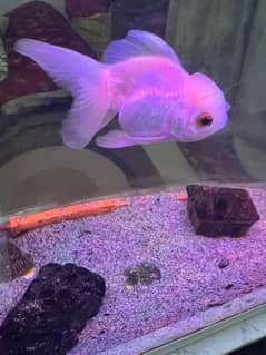 clown (nemo) fish. Thailand imported oranda etc available