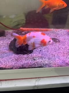 clown (nemo) fish. Thailand imported oranda etc available