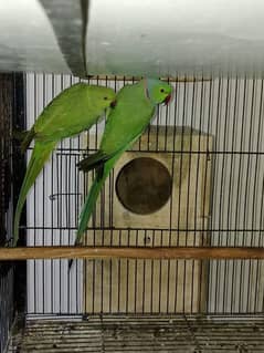 Parrots pair