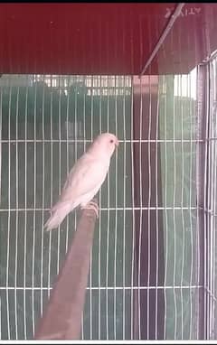 love birds Albino red eye male without DNA TESTED age 5 to 6 months