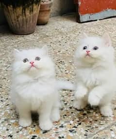 Persian kittens triple coat pair for sale WhatsApp number03046501951