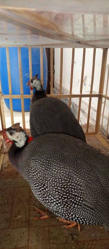 Guinea fowl teetri white pair 6000  black pair 5000 0