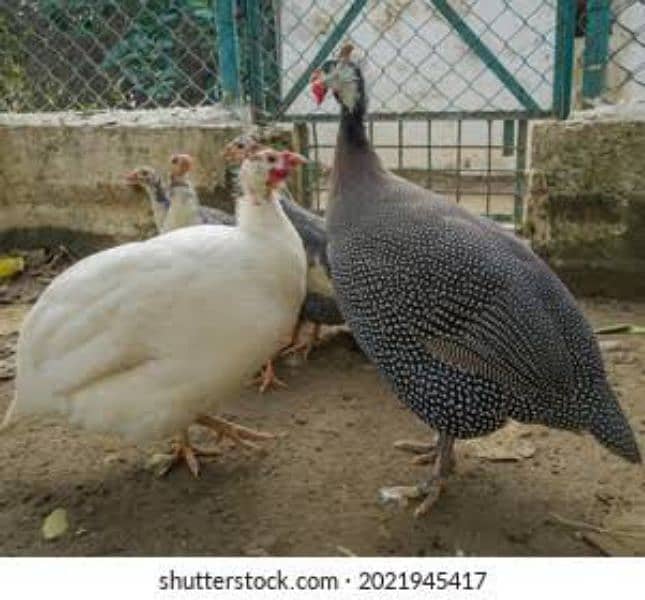 Guinea fowl teetri white pair 6000  black pair 5000 2