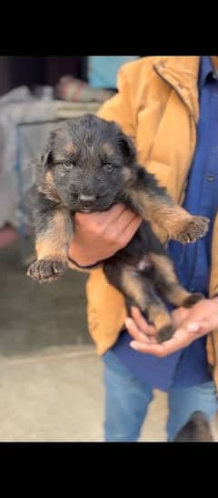 gsd puppy with good blood line