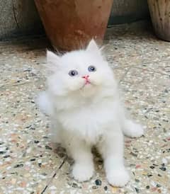 Persian kittens triple coat pair for sale only WhatsApp03046501951